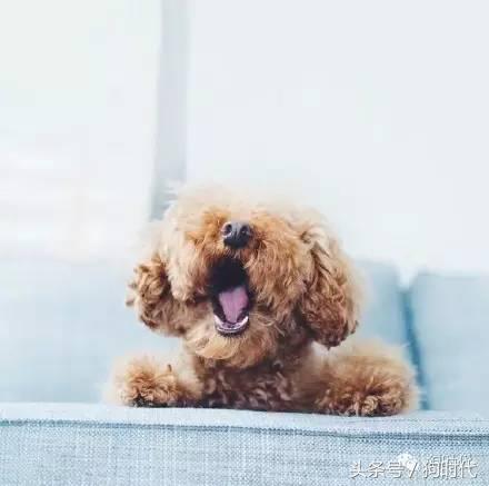 夏日养狗如何预防中暑,养狗的常识铲屎官