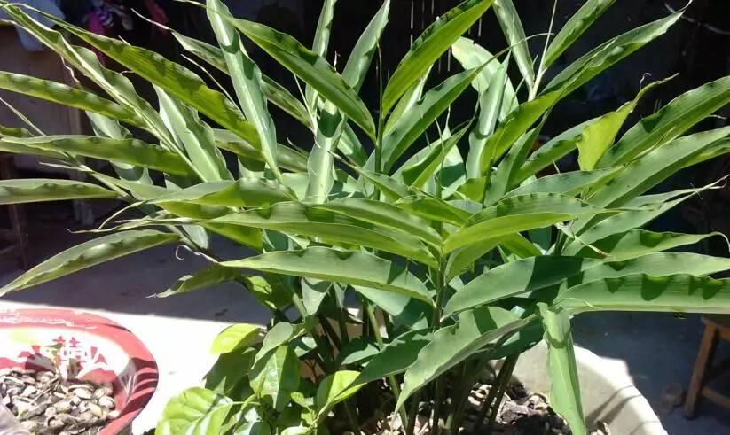 阳台种生姜的种植方法和时间,家庭种姜的正确方法和步骤