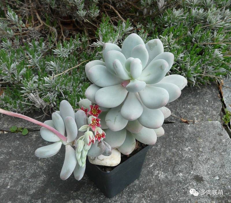 韩系美人多肉,稀有的美人系多肉