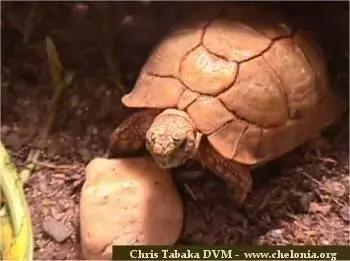 它被人冠以“小安格”的名号,却比真的安哥更金贵