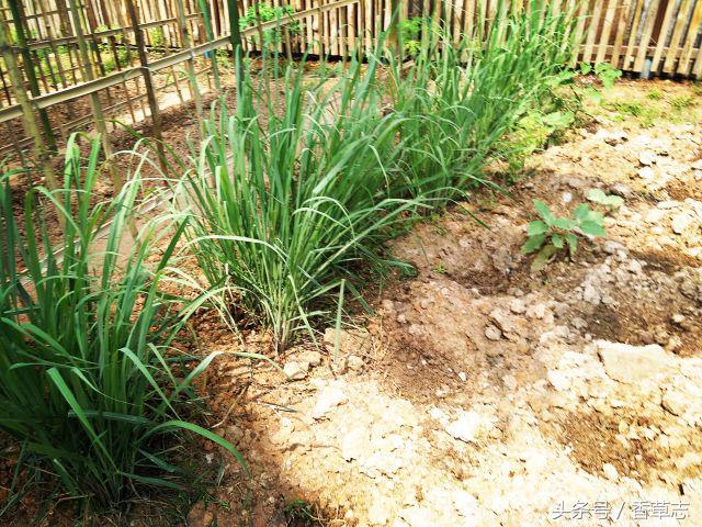 泰国菜市场有什么香料 (泰国菜市场买什么香料)