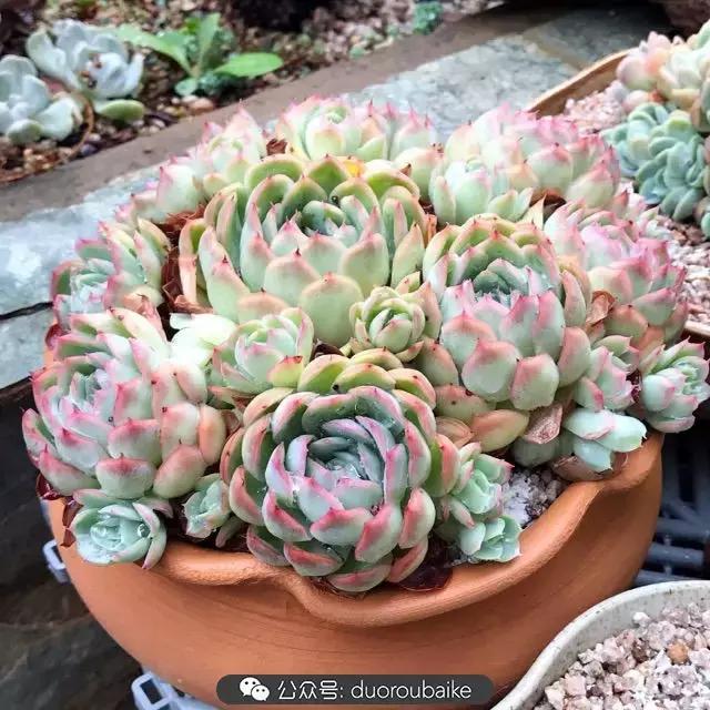 好养又耐看的多肉小老桩,好养活又漂亮的多肉老桩