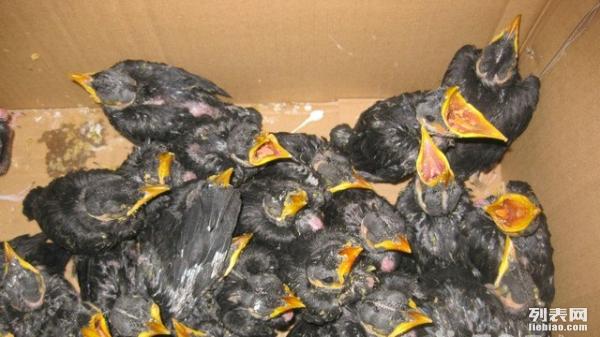 雏鹩怎么喂养,宠物鹦鹉饲养教程