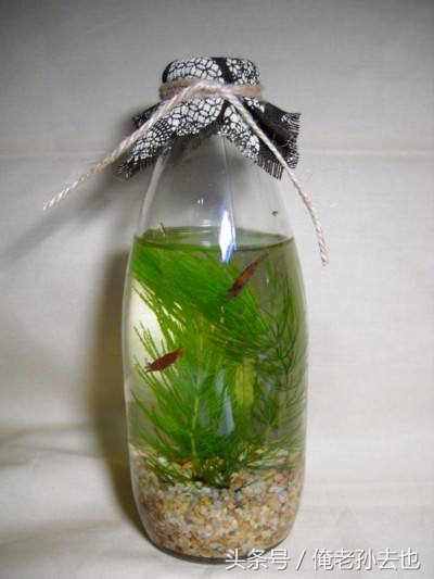 制作生态瓶发现了什么,制作生态瓶你发现了什么