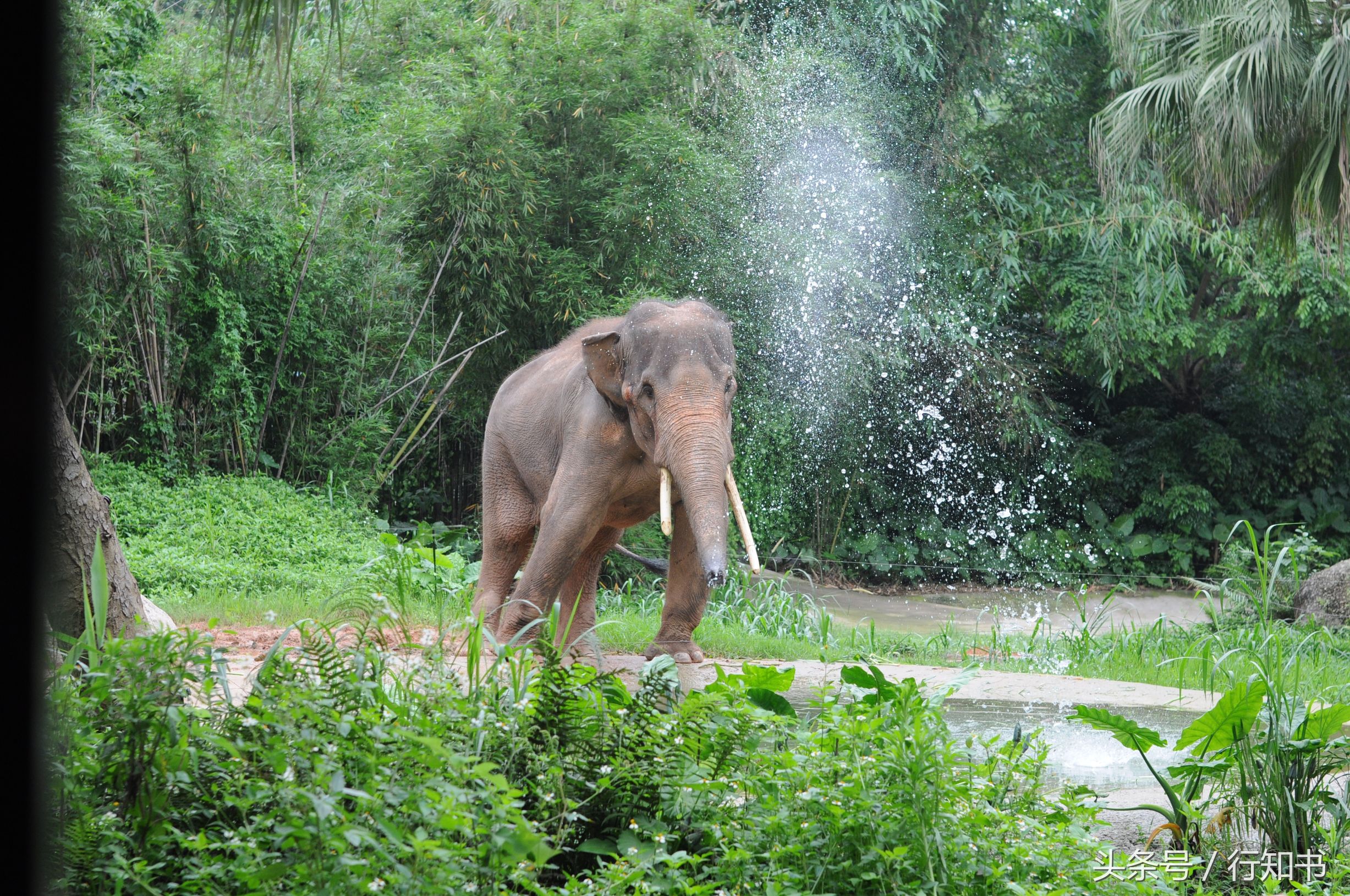 深圳旅游必去十大景点动物园,广州一日游最佳去处动物园