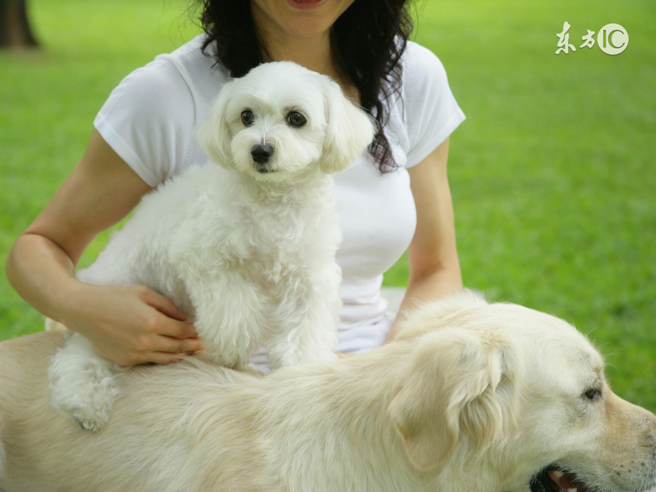 犬人工授精有什么意义,犬类人工授精技术