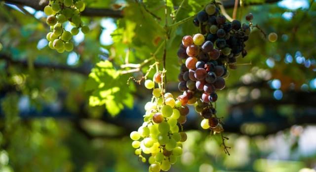 伊比利亚半岛的恋之歌(中)