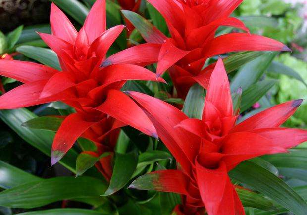 正确养鸿运当头的方法,鸿运当头凤梨花怎么养