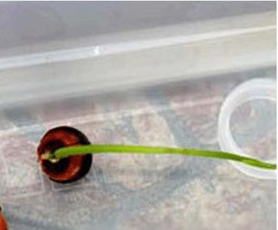 碗莲发完芽之后应该怎么养殖,用碗莲的种子养殖多久可以开花