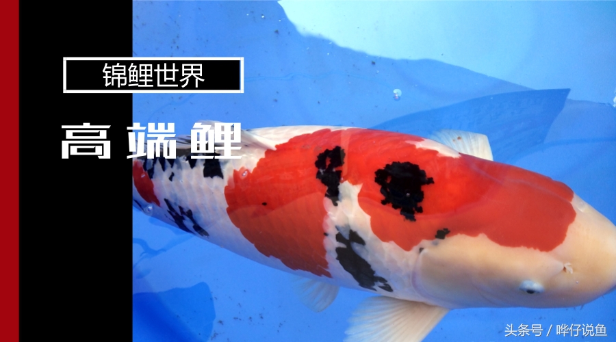 养锦鲤鱼的9大误区,养锦鲤入坑