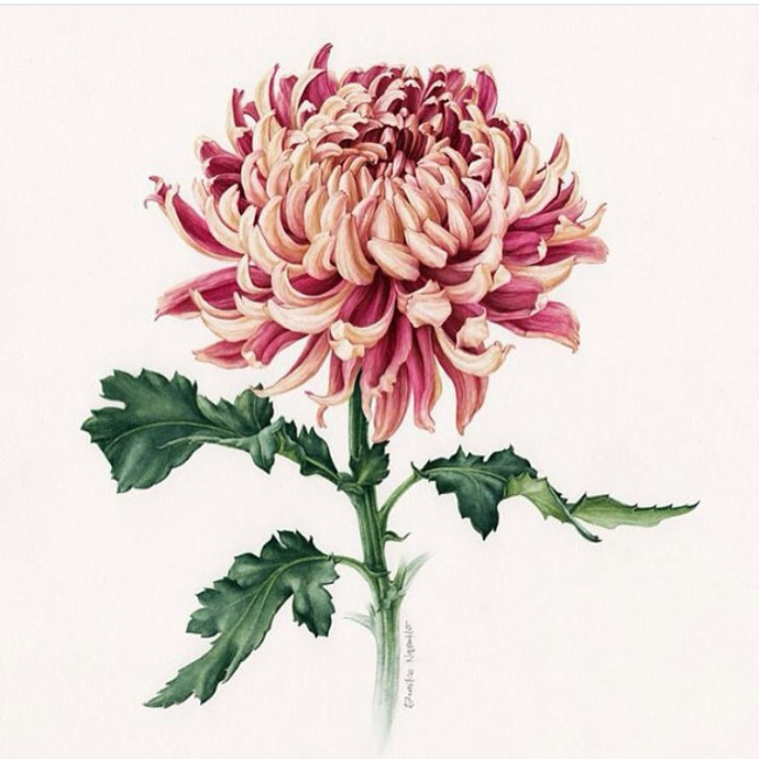 尿道支原体感染可以备孕吗,备孕支原体感染多久能治好