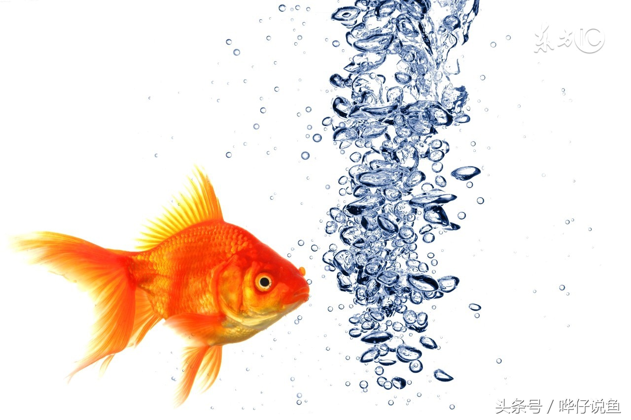 哗仔养水流程,养鱼初学者必知的宠物鱼养护指南