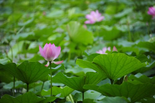 尼康70300变焦镜头,尼康z卡口变焦镜头有哪些