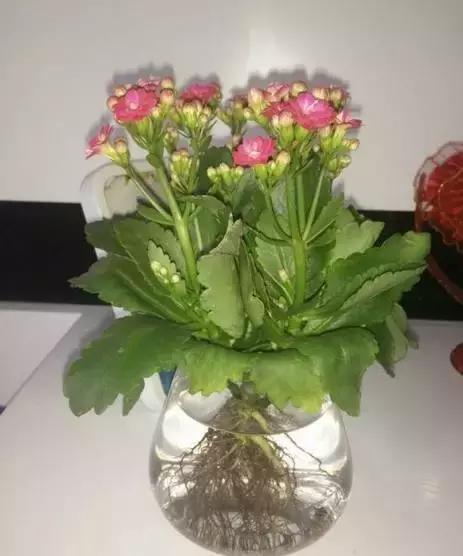 姘村煿鐜夋爲妞嶇墿,鐩嗘牻鐨勯搧鏍戝彲浠ユ按鍩瑰悧