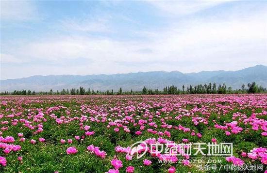 影响白芍价格行情的因素有哪些,白芍最新行情价格是涨还是降