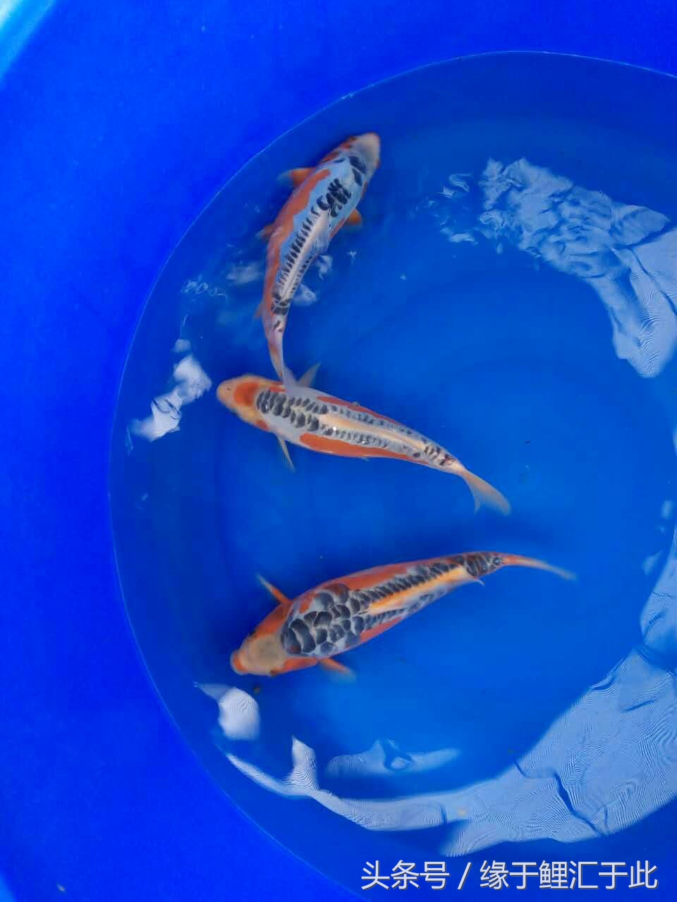 鱼生病三步骤,鱼生病了单独治疗注意事项