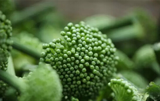 吃了没效果？三七的功效都是吹出来的吗？