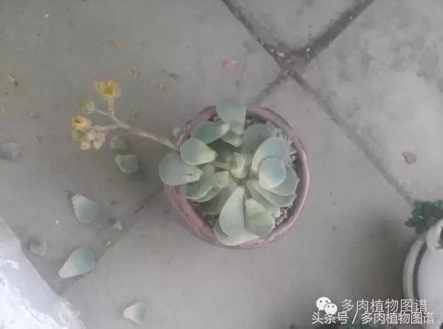 室内种多肉怎么防止腐黑,多肉防止腐黑药