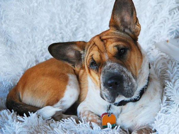 柯基犬和其他狗的对比照片,好看的串串狗柯基犬