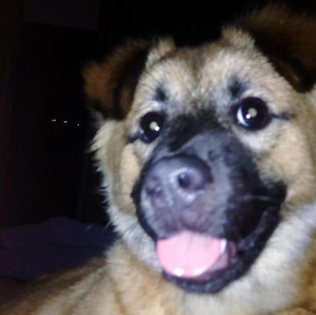 英男子因语言不通闹出笑话，狗狗送宠物店被剪成狮子！