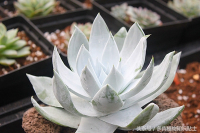 多肉价格大揭秘,多肉价格最高的是什么品种