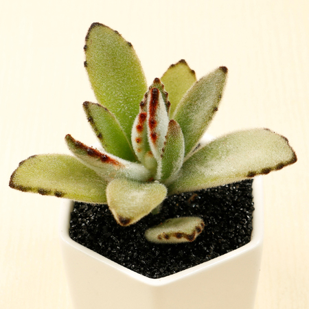 日本现“海豚多肉”萌炸了！但要养好可是很麻烦的！