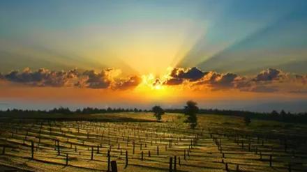 吃了没效果？三七的功效都是吹出来的吗？