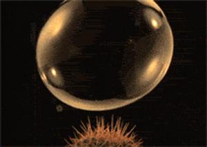 功夫猫搞笑动态图片,搞笑蓝猫gif动图