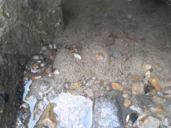 胆小的别进!青岛的海虫子,可以入药可以吃,鲍鱼也在内!