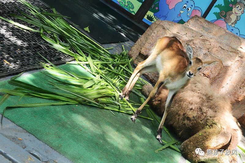 广州长隆野生动物园游玩攻略,广州长隆野生动物园攻略自由行