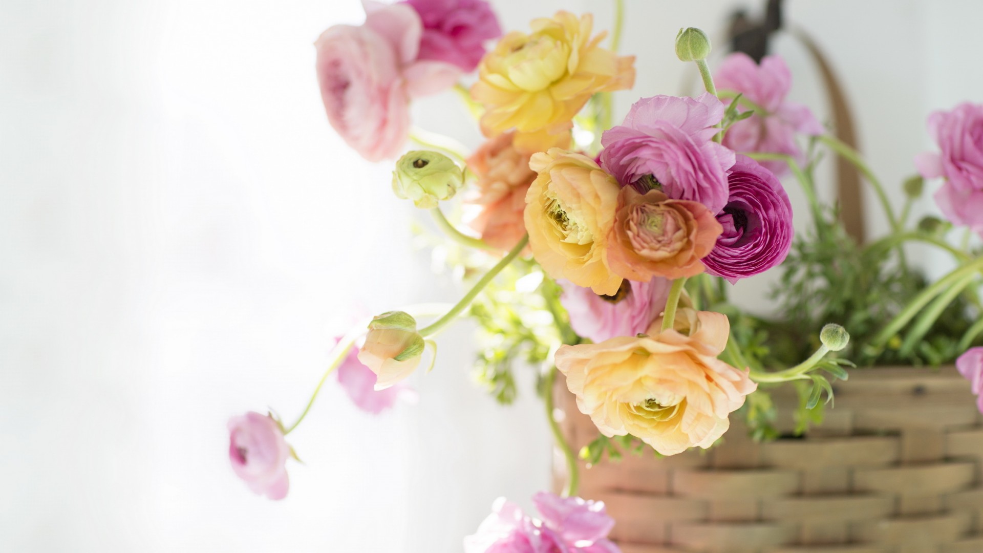 生日专用花语大全,生日花语大全9月