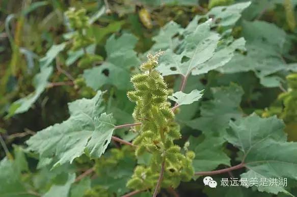 农村随处可见的野草,农村随处可见的草也能卖