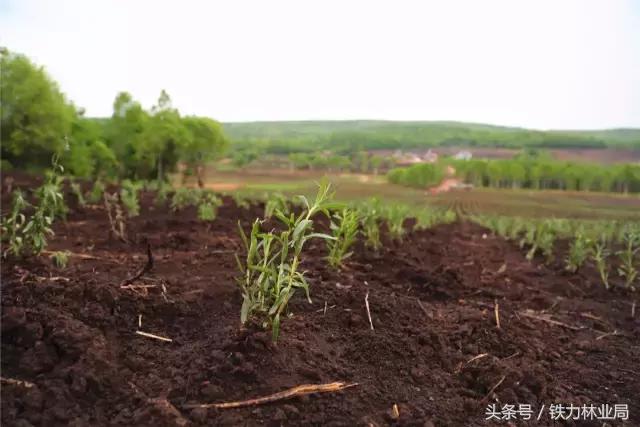 走进森林空气格外清新,走进天然氧吧呼吸新鲜空气