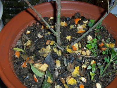 花土生小飞虫怎么消灭小妙招,消灭花里小飞虫