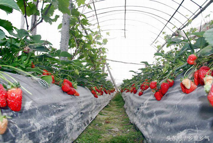 农民增收好项目,农民种植致富新项目
