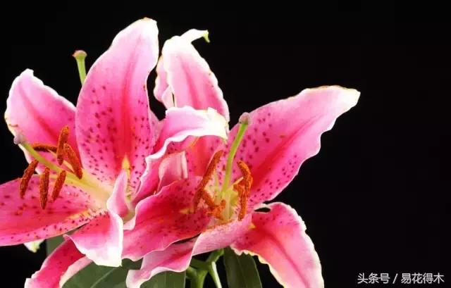 地栽百合花种球会自己繁殖吗,百合花的栽培视频