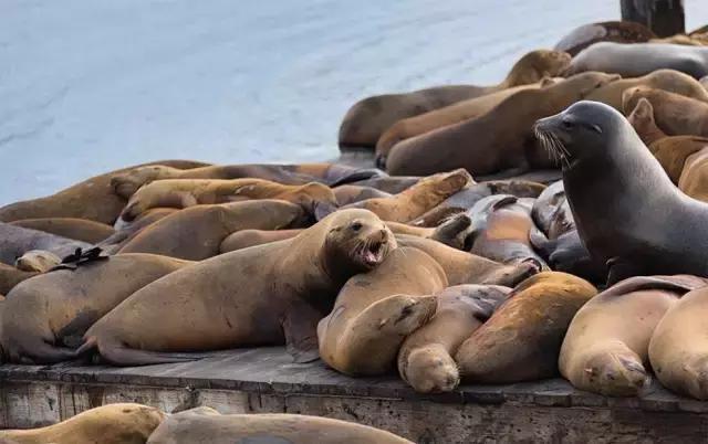 卖萌简直不能忍，它才是网红界NO.1