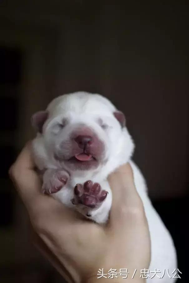 狗妈妈紧急剖腹产，主人全程记录见证历史时刻