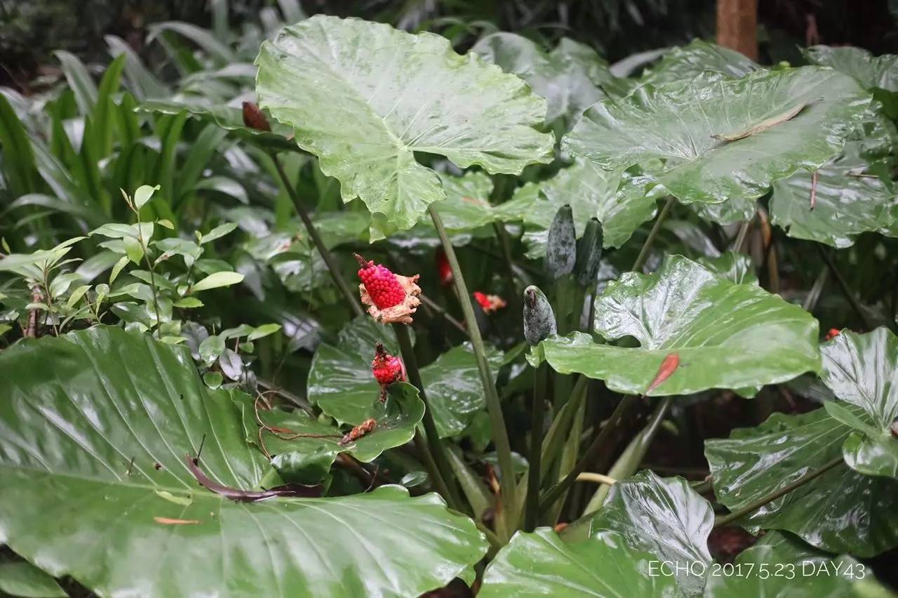 珠海赏花,现在珠海哪里赏花