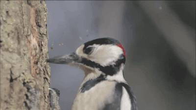 古代有什么奇特的鸟,中国古代怪鸟