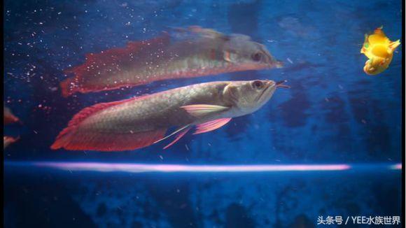 龙鱼轻微掉眼怎样治疗,龙鱼掉眼封缸是全封还是半封