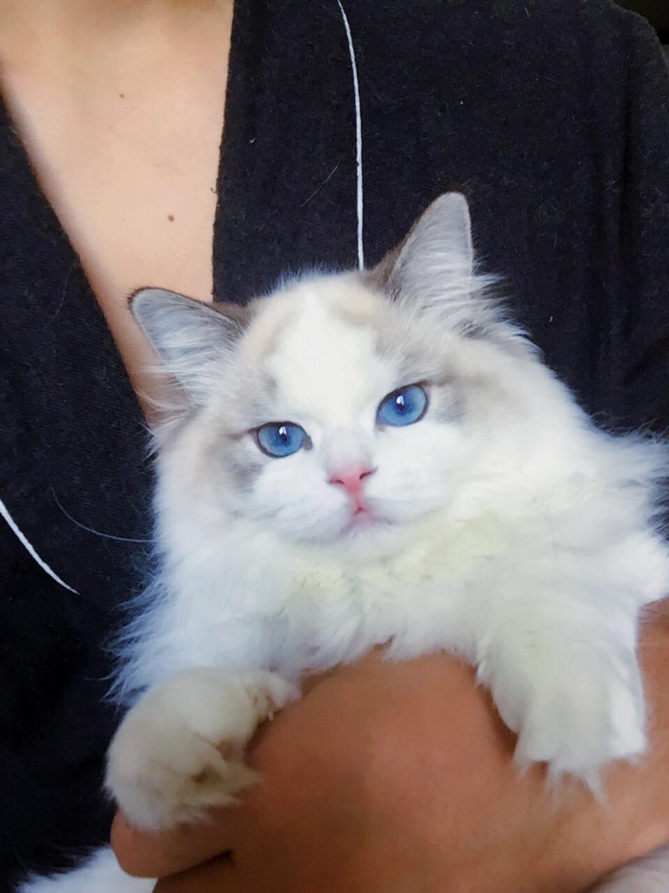 养了半年的布偶猫有什么烦恼,心血来潮养了只猫