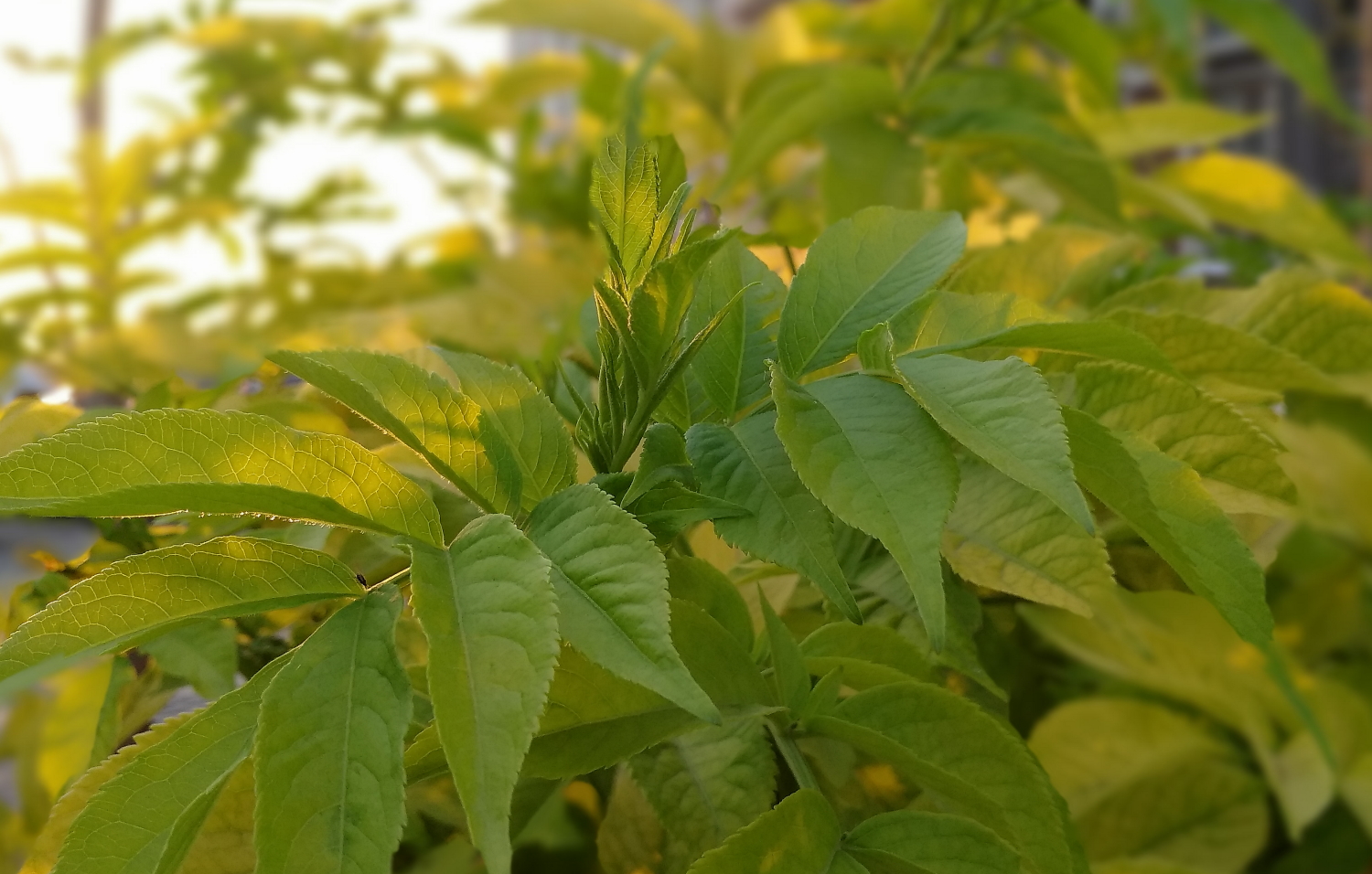 锤子坚果pro2s测评照片,锤子坚果pro2拍照效果