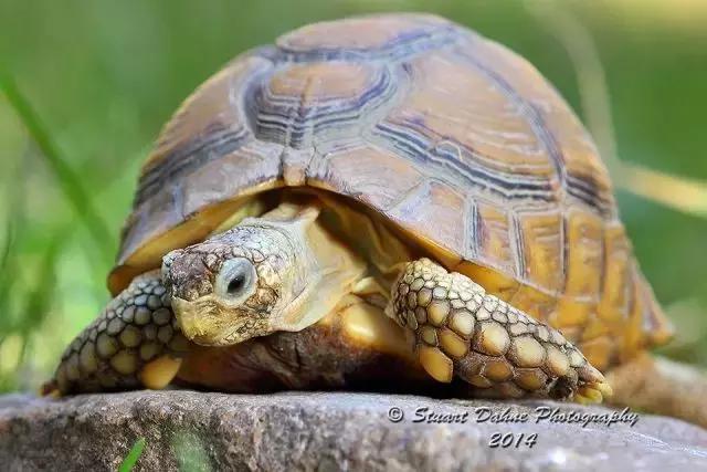 它被人冠以“小安格”的名号,却比真的安哥更金贵