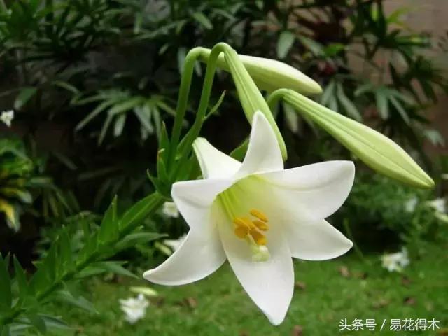 地栽百合花种球会自己繁殖吗,百合花的栽培视频