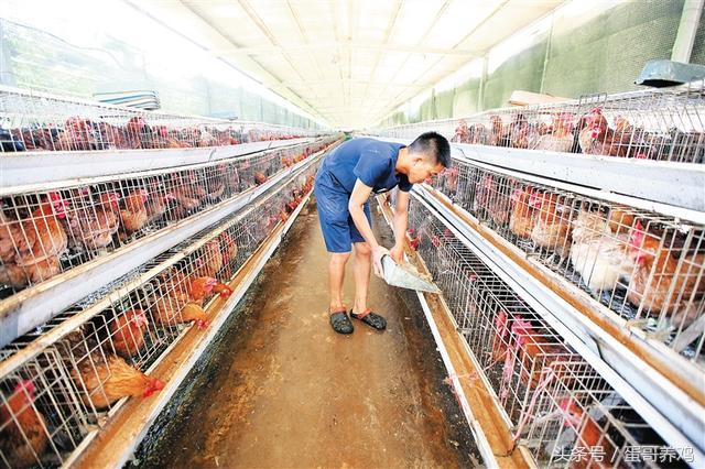 鸡突然抬不起头什么病,养鸡站立不稳是什么原因