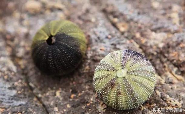 胆小的别进!青岛的海虫子,可以入药可以吃,鲍鱼也在内!