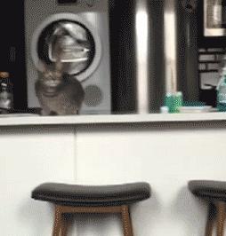 活生生的看着雪白的萨摩耶跟着哈士奇变成黑黢黢的