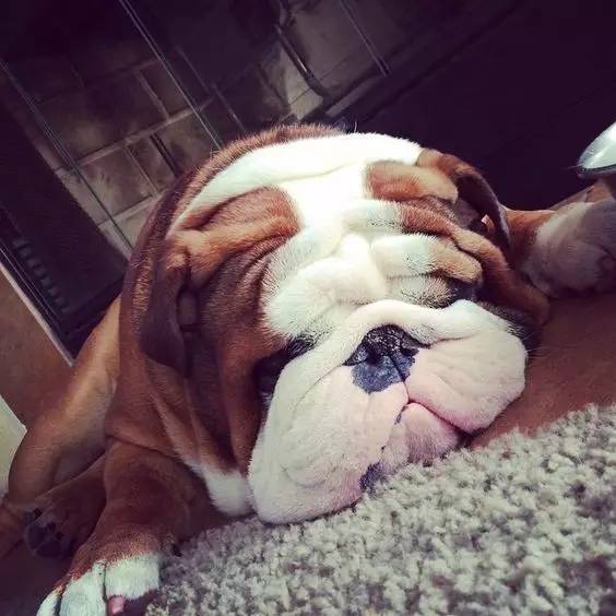 英国斗牛犬的饲养方法,英国斗牛犬的特点和性格特征