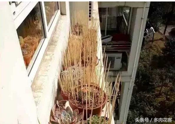 多肉怎样防止鸟偷袭,露台养多肉怎么防鸟